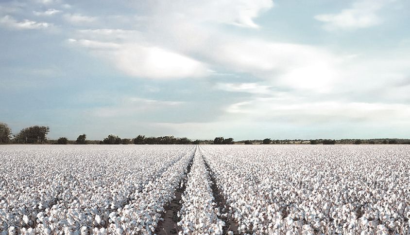 THE COTTON