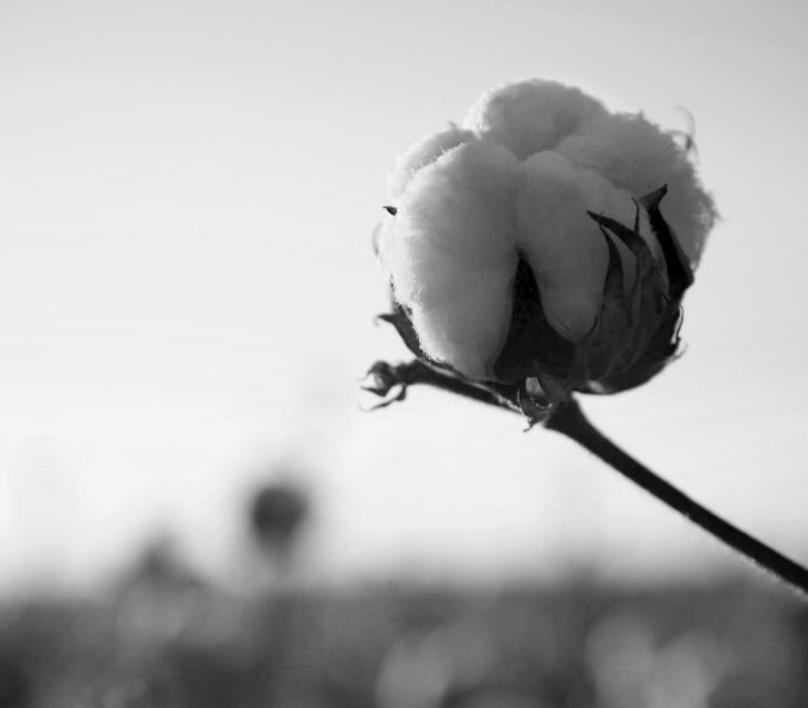 Key Customers to See U.S. Cotton’s Advantages