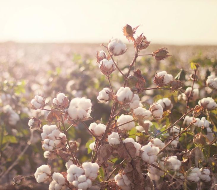 Cotton’s Revolutions Strategic Thinking Session Explores Future Market Realities