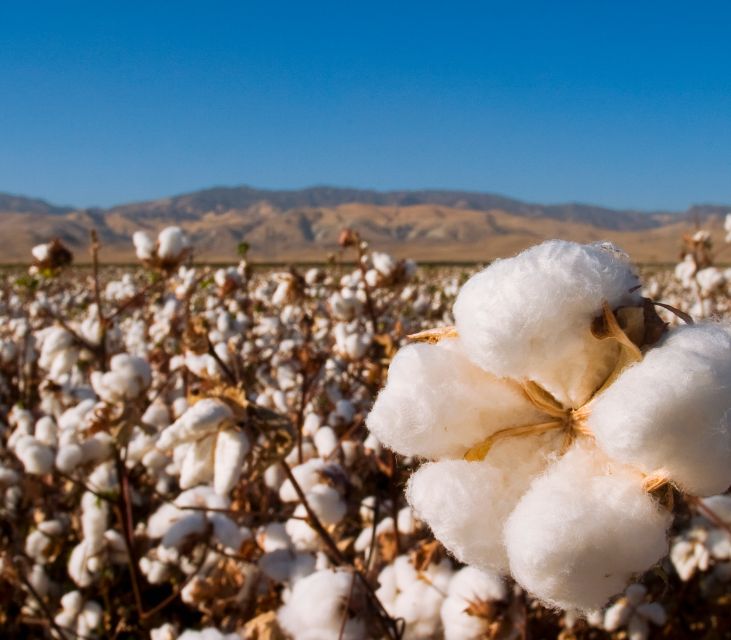 Tour Seeks To Elevate Koreans’ Desire For U.S. Cotton