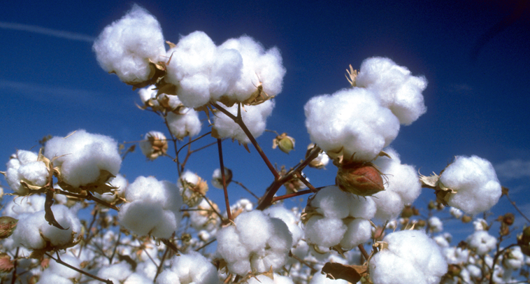 THE COTTON